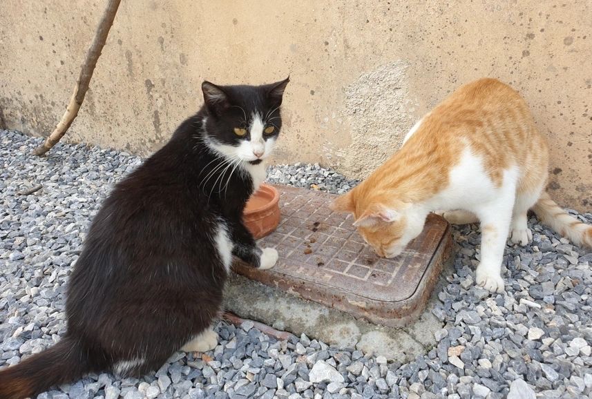 You could have brought a can of wet food, you know!