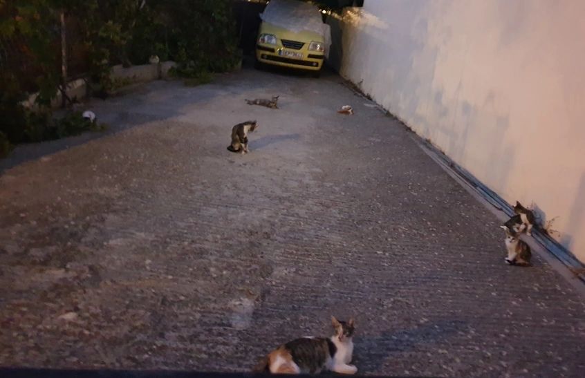 CEO and Board Meeting - Rethymno Old City