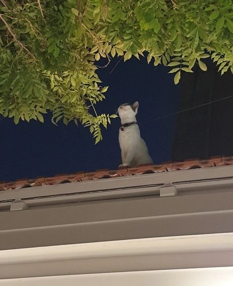 I... wanna swiiiiing... from the chandeliiieeeer - Rethymno Old City