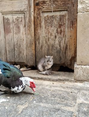Listen, bub, I has no time for your tiny legs. Let's move! - Rethymno Old city