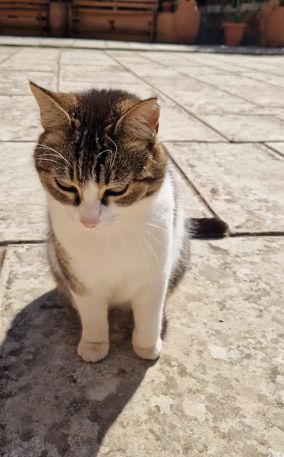Oh, new hoomans... Agia Triada Monastery