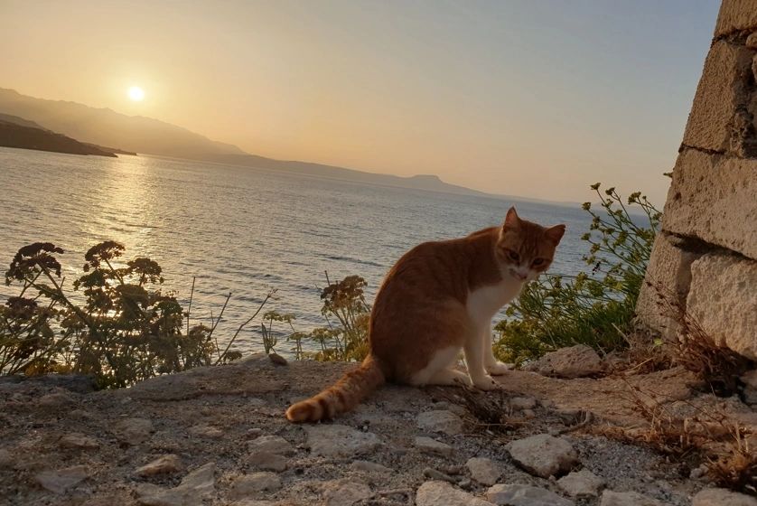 Pesky hoomans and their sunset photoshoot - Rethymno Fortezza