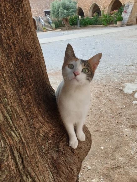 May I has your attention, pliz?