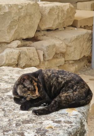 Nap time near the King's Chamber at Phaistos