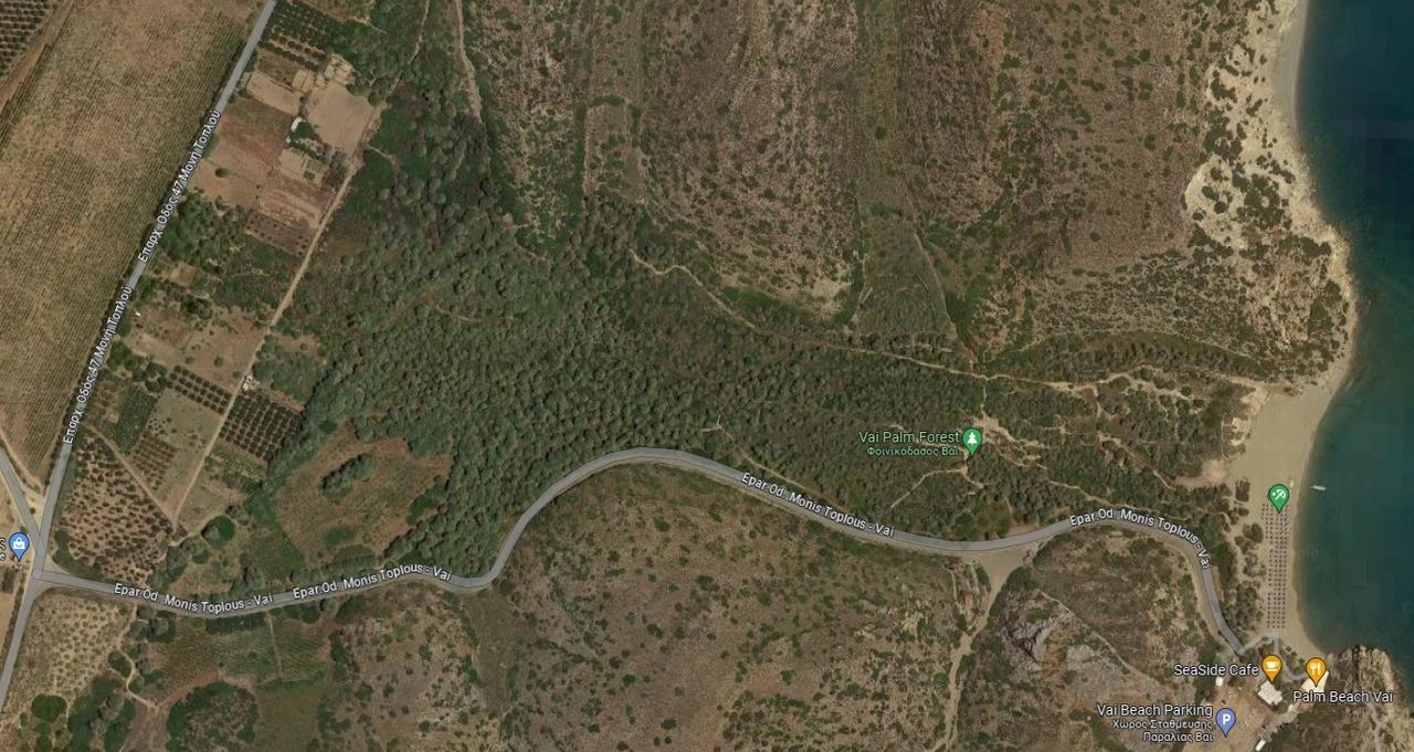 Satellite view of the palm grove