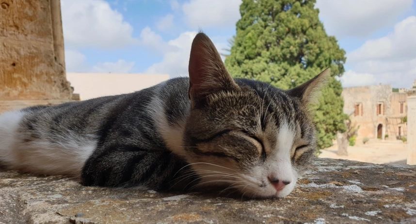 I connects with the Divinity through my purrs - Arkadi Monastery