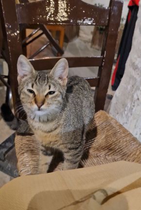 I wants kalamari too, pliz 